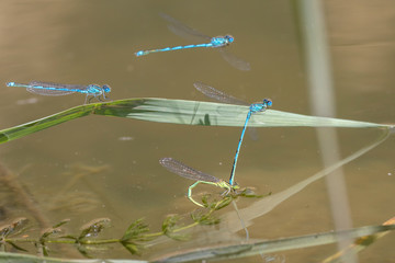 Schlanklibellen © kraichgaufoto