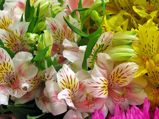 bunch of fresh colorful flowers close up