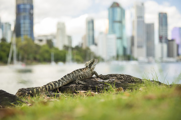 Water Dragon outside during the day in the late afternoon by the Brisbane river with the CBD skyscrapers in the background.