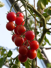 BIO Tomaten in farm garden glasshouse - BIO Tomaten in Bauernhof Garten Gewächshaus - Selbstversorgung - farm life - Landleben - in Aurich Ostfriesland North Sea North Germaqny - Nordsee Landleben 