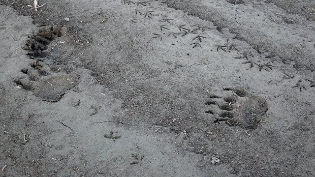 Dolly shot of bear footsteps in the mud
