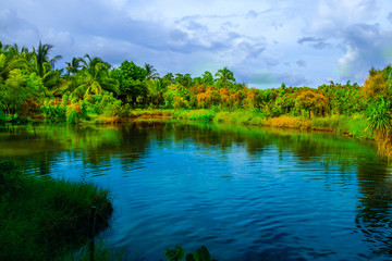 Fototapeta premium Forest on the lake