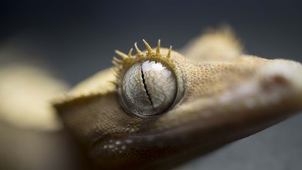 Beautiful Eyes - Crusted Gecko