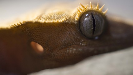 Beautiful Eyes - Crusted Gecko