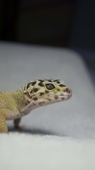 Leopard Gecko #2