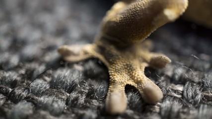 Obraz premium Lizard Legs - Crusted Gecho.jpg