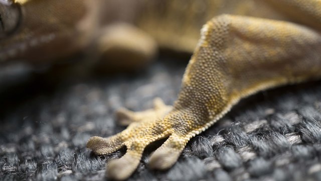 Lizard Legs - Crusted Gecho.jpg