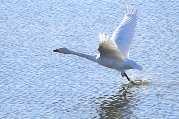 助走する白鳥　Swans take off	