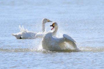 Obraz premium はしゃぐ白鳥 Happy swan 