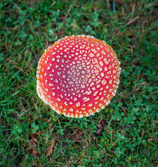 Amanita Muscaria
