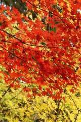 紅葉風景　京都