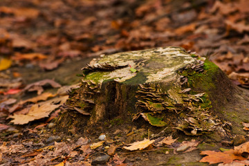 Old tree stump with fungi
