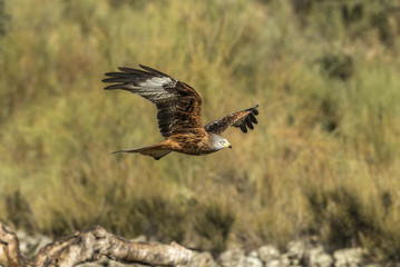 Red Kite, Milvus milvus