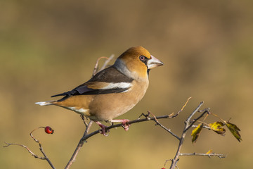 Fototapeta premium hawfinch, Coccothraustes coccothraustes