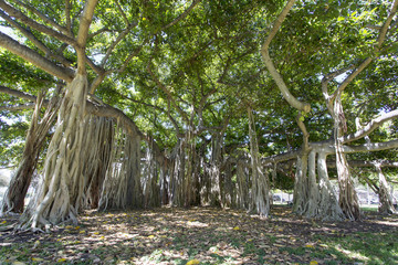 ハワイのバニヤン（ガジュマル）の木　