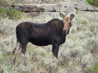 Female Moose Standing Among the Sage Brush in Flaming Gorge National Park