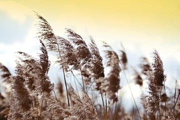 Countryside with straws of fluffy dry grass with blue and yellow sky behind in the background