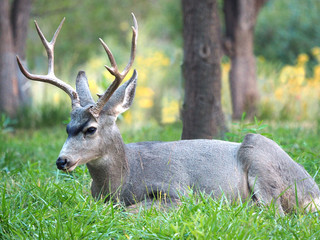 Closeup of a Stag Mule Deer Laying Down in a Field