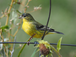 Female Lesser Goldfinch Perched on a Fence