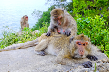 Monkey grooming