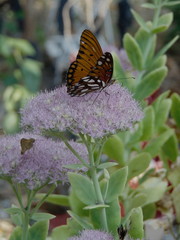A butterfly drinking  from a purple flowered succulent