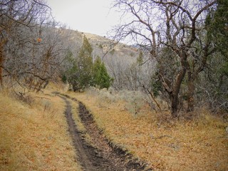 Late Fall panorama forest views hiking, biking, horseback trails through trees on the Yellow Fork and Rose Canyon Trails in Oquirrh Mountains on the Wasatch Front in Salt Lake County Utah USA. 