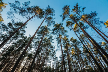 Fototapeta premium Tops of pines on the sky background
