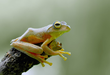 frog
