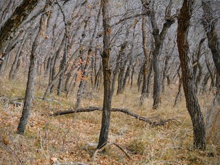 Fototapeta premium Late Fall panorama forest views hiking, biking, horseback trails through trees on the Yellow Fork and Rose Canyon Trails in Oquirrh Mountains on the Wasatch Front in Salt Lake County Utah USA. 