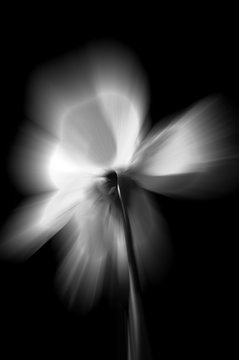 abstract close up of passion flower in motion blur