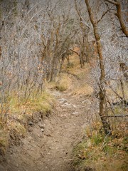 Late Fall panorama forest views hiking, biking, horseback trails through trees on the Yellow Fork and Rose Canyon Trails in Oquirrh Mountains on the Wasatch Front in Salt Lake County Utah USA. 