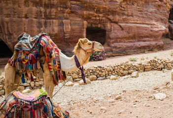Camel at Petra