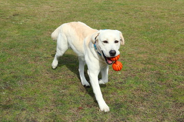 ラブラドールレットリバー