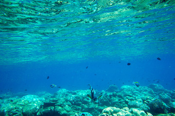 Fototapeta na wymiar Underwater blue ocean background in sea