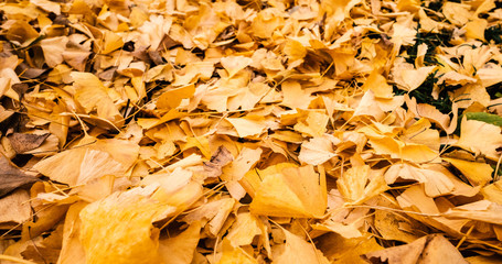 Ginkgo leaves on the ground