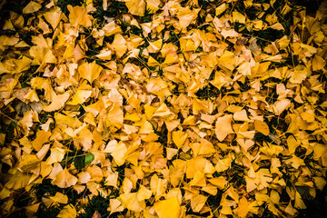 Ginkgo leaves on the ground
