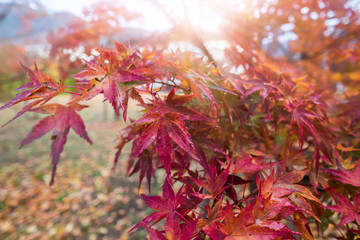 Selective focus of maple leaves in Autumn