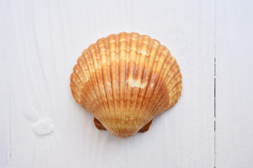 close up of shell on white background
