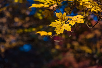 Yellow maple leaves for background