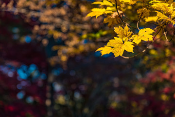 Yellow maple leaves for background