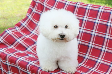 ビションフリーゼ