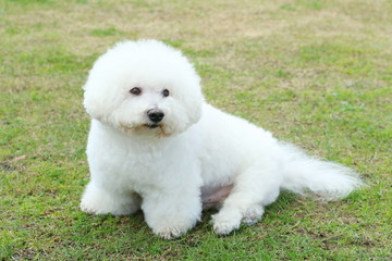 ビションフリーゼ