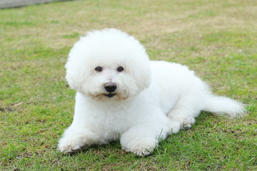 ビションフリーゼ