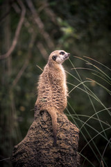 Meerkat Lookout