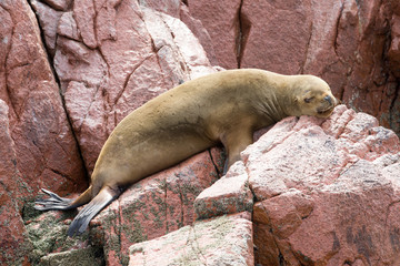 Fototapeta premium Fur seal rests on rock