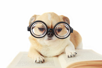 Chihuahua dog wear nerd glasses to read text book on white isolated background.