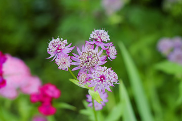 Obraz premium Astrantia major in garden on a blur backgrounds