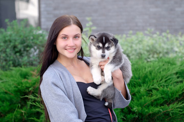 Naklejka na ściany i meble Young women holds her best friend little pet puppy of husky in her arms. love for dogs