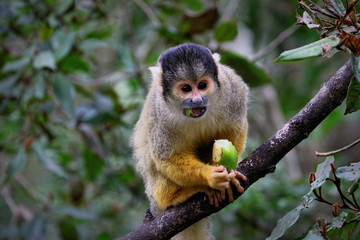 Black-capped squirrel monkey, South Africa