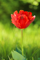 one red tulip on a green blurred grass background. Flower tulip. Flower natural background